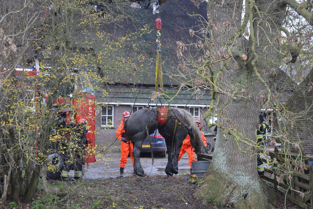 Paard uit het water gered met kraan