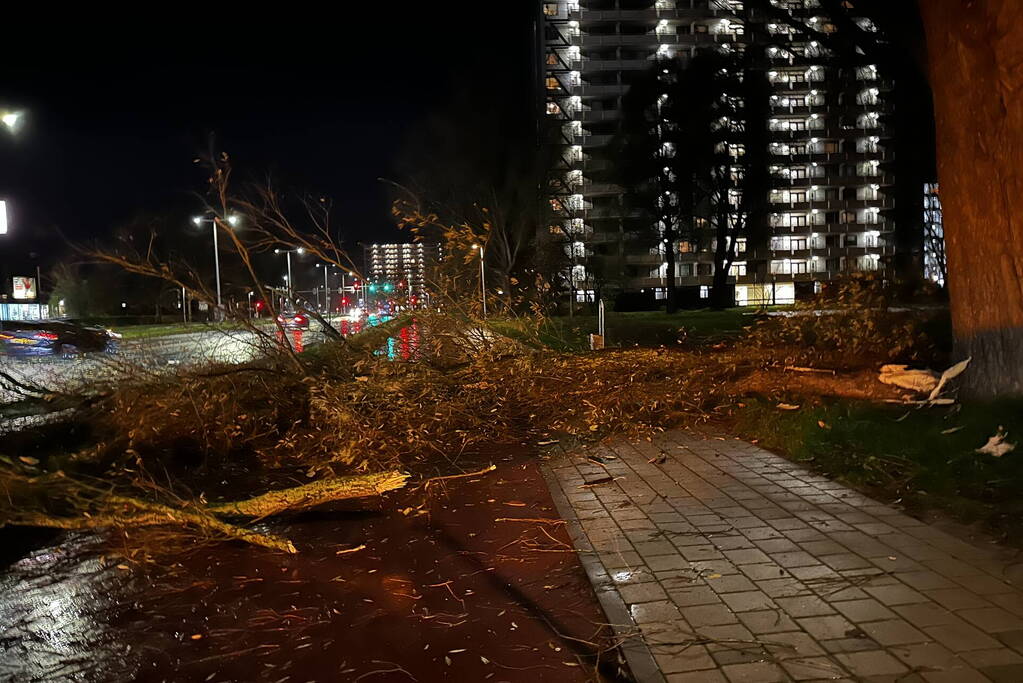 Grote tak breekt uit boom