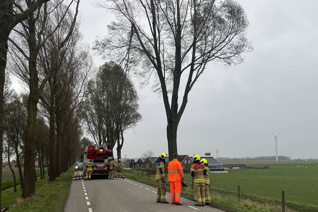 Grote tak dreigt uit boom te waaien