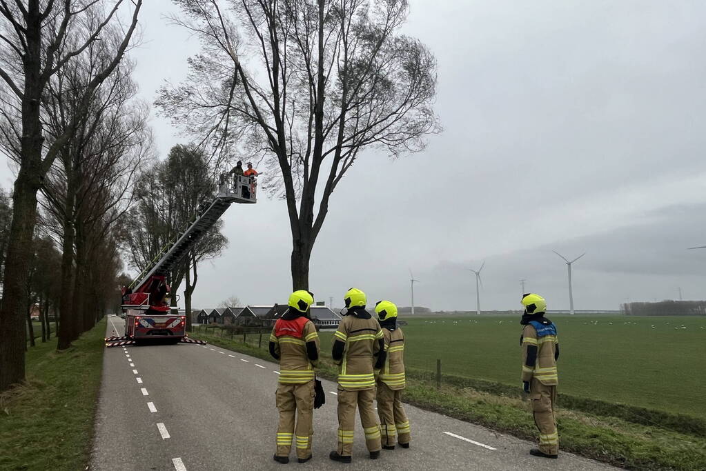 Grote tak dreigt uit boom te waaien