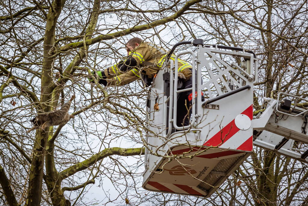 Kat springt uit hoge boom bij reddingsactie