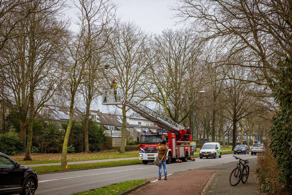 Kat springt uit hoge boom bij reddingsactie