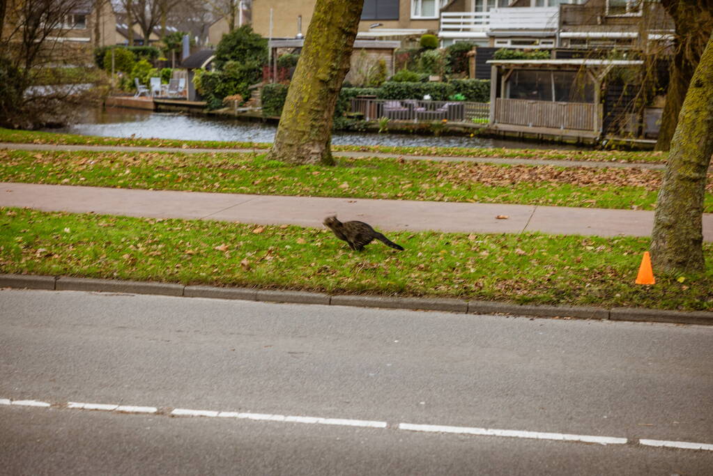 Kat springt uit hoge boom bij reddingsactie