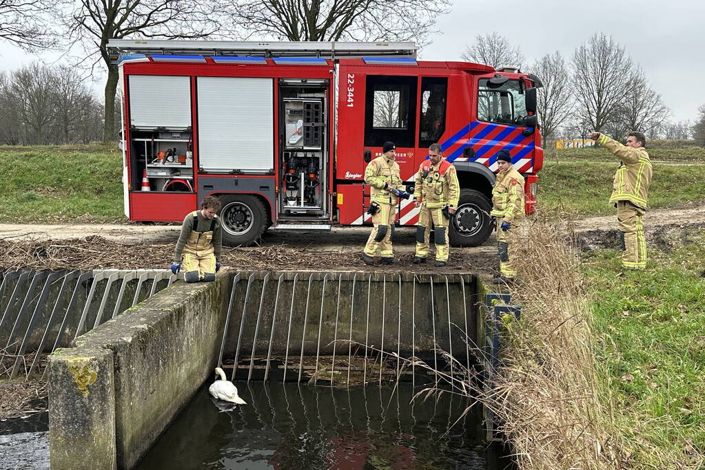 Brandweer bevrijdt vastzittende zwaan