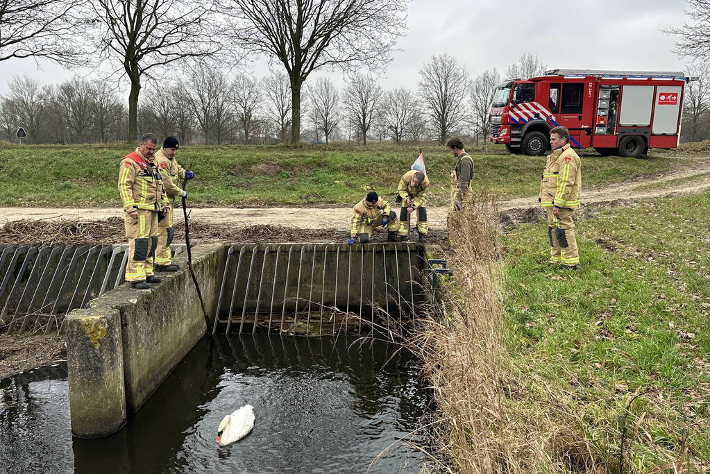 Brandweer bevrijdt vastzittende zwaan