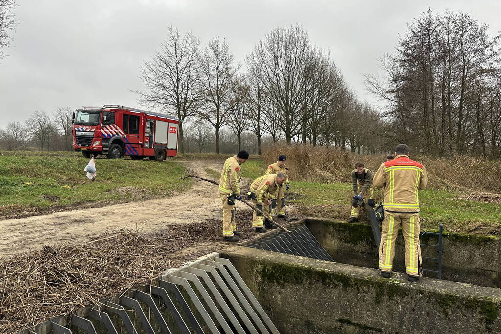 Brandweer bevrijdt vastzittende zwaan