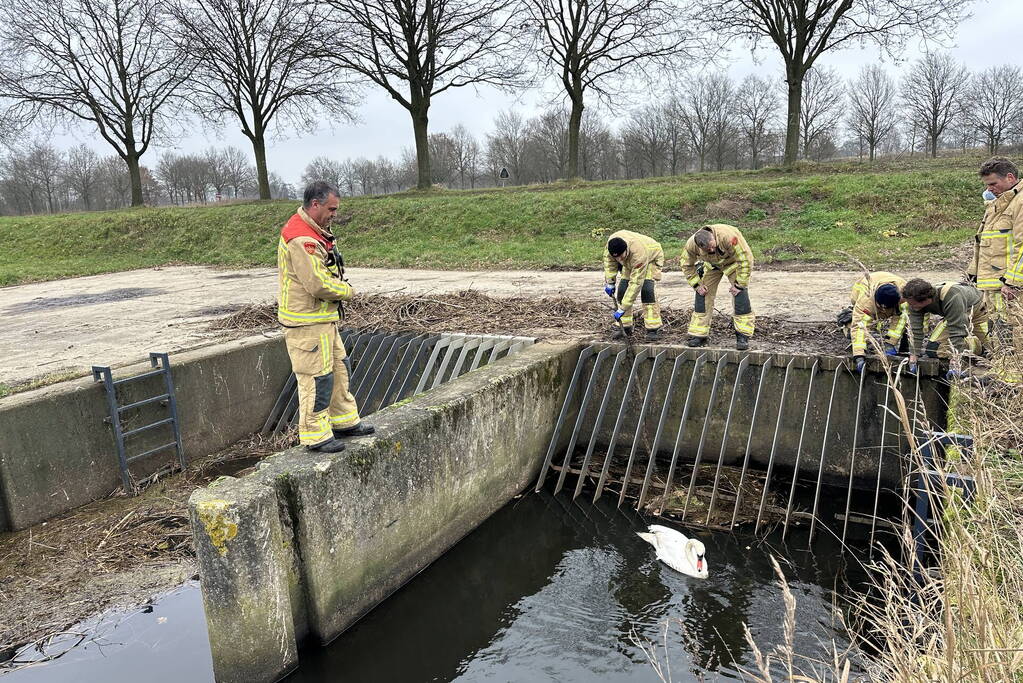 Brandweer bevrijdt vastzittende zwaan