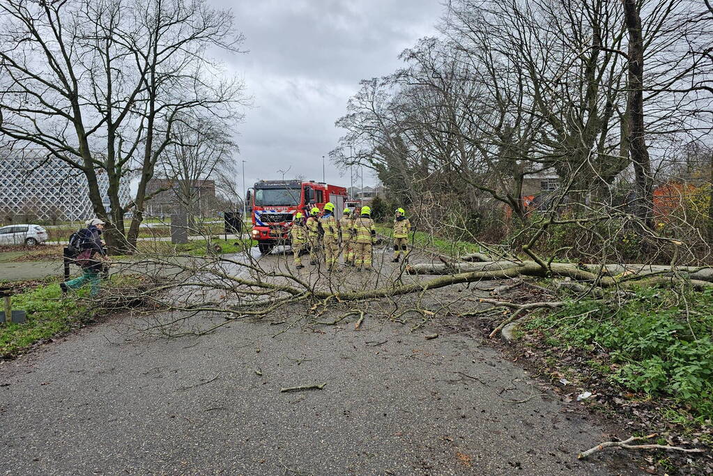 Boom dreigt op weg te vallen