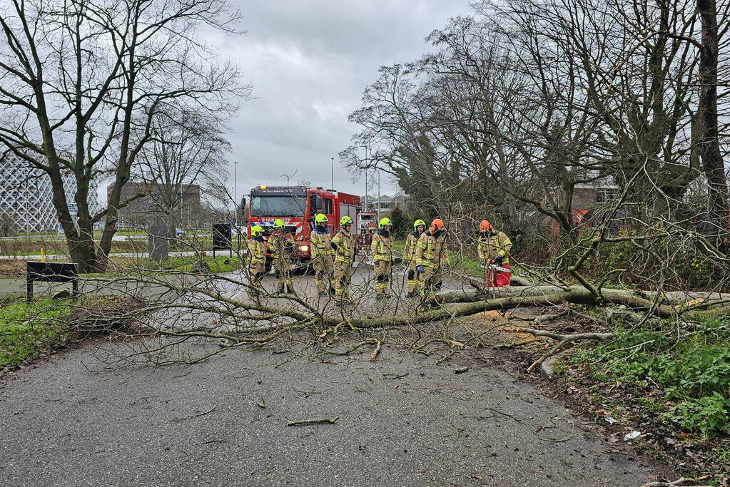 Boom dreigt op weg te vallen