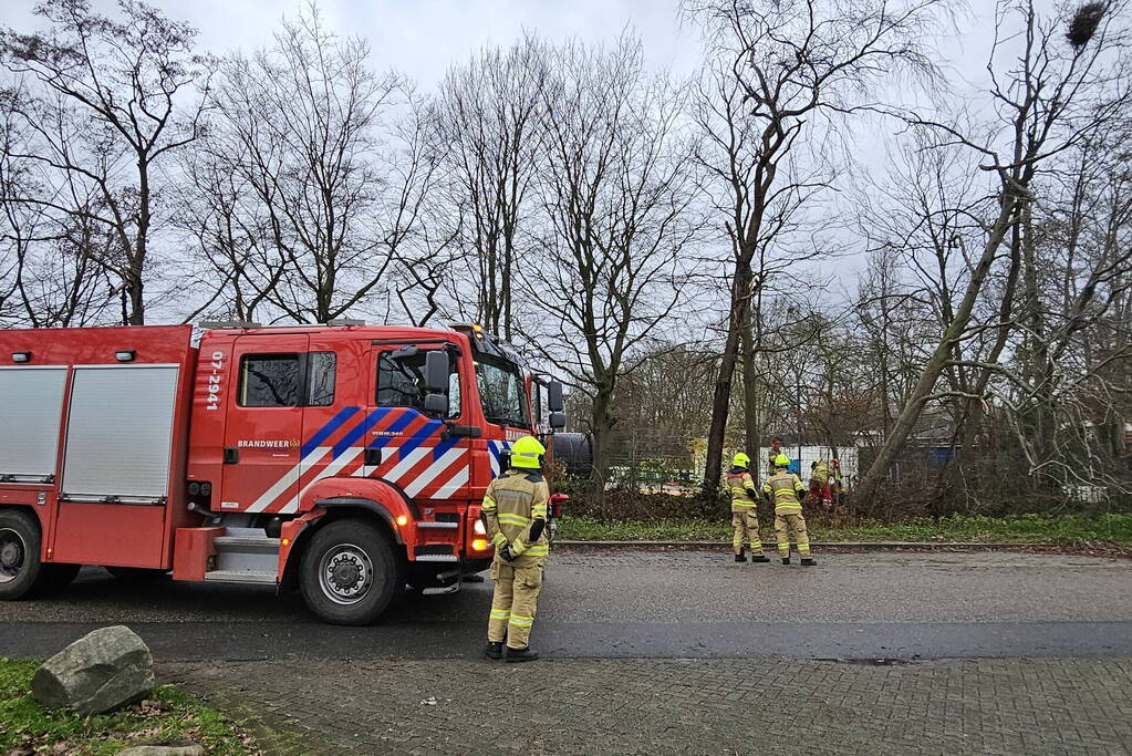 Boom dreigt op weg te vallen