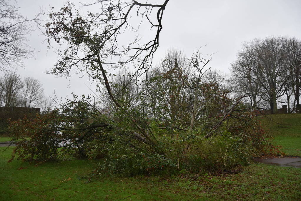 Omgewaaide boom verspert weg