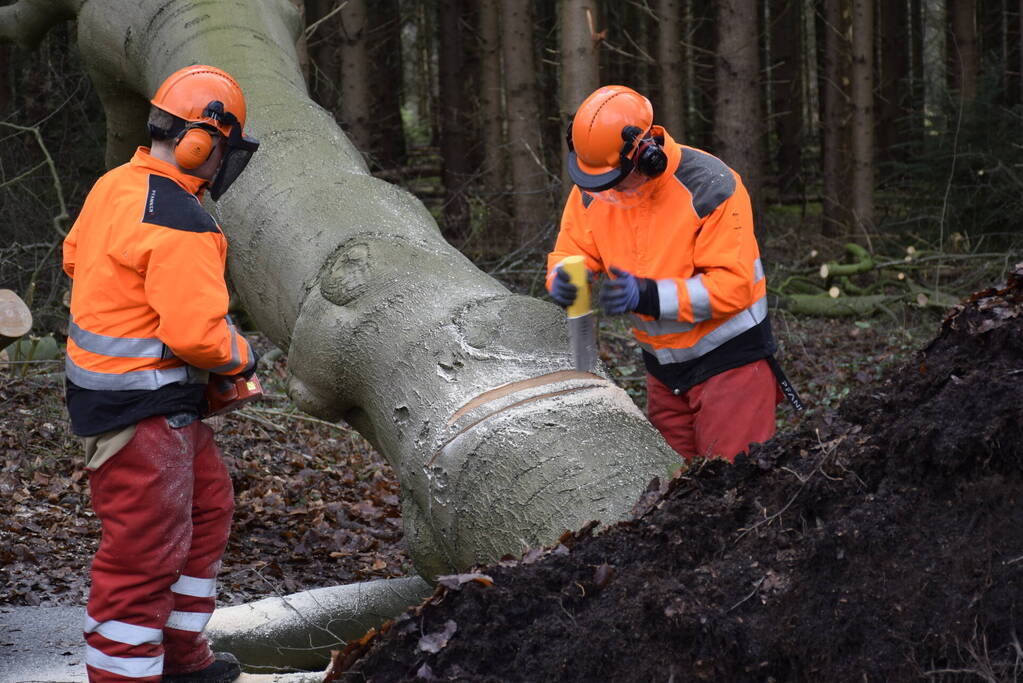 Groot materieel ingezet voor boom over fietspad