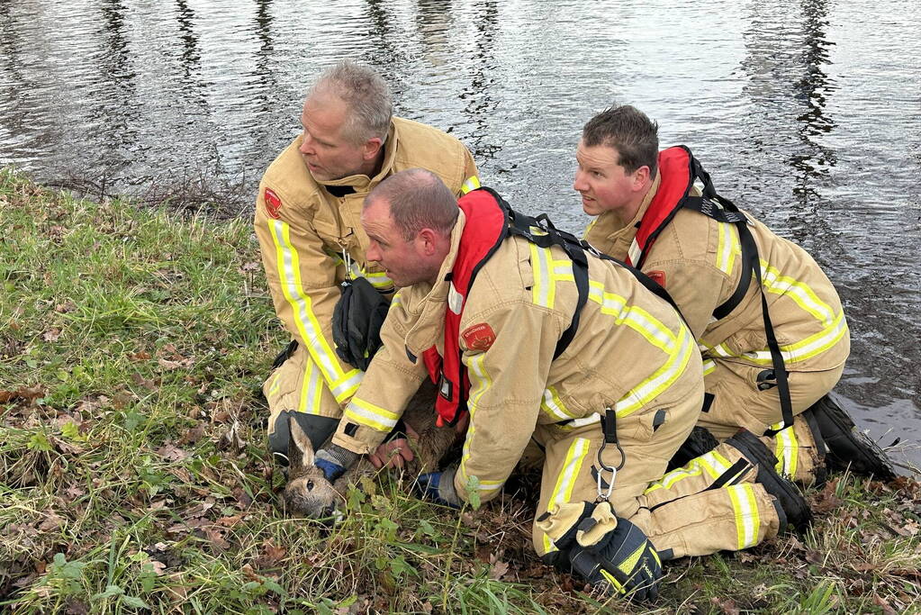 Brandweer redt hert uit vaart