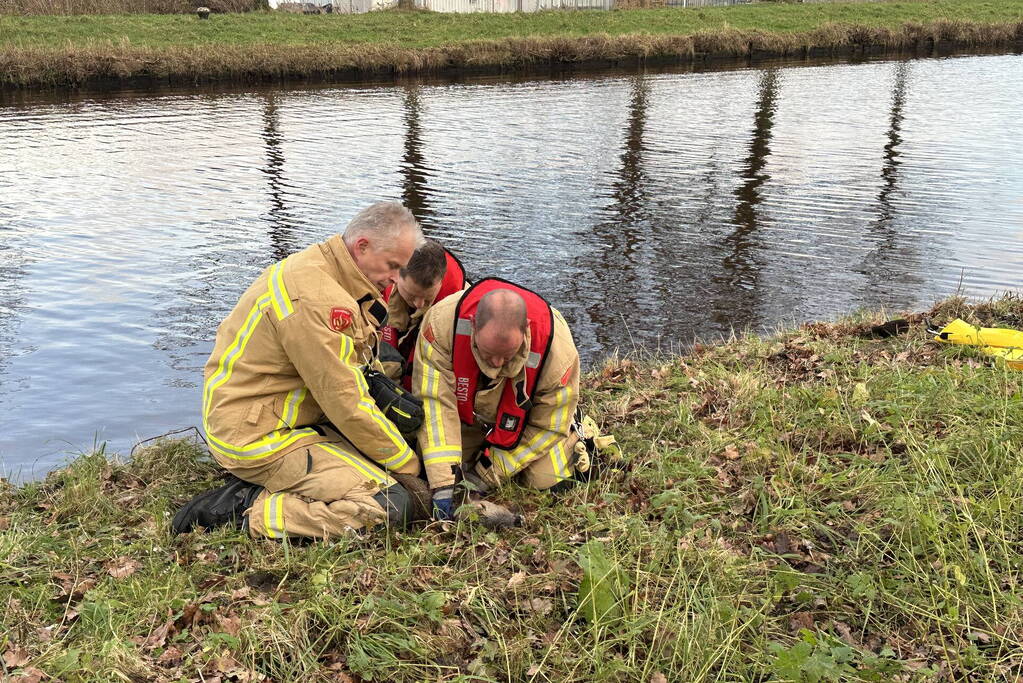 Brandweer redt hert uit vaart