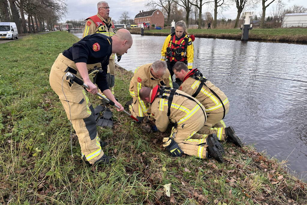 Brandweer redt hert uit vaart