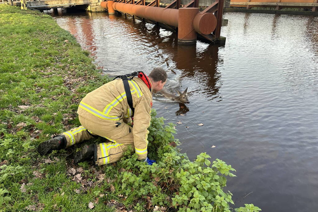 Brandweer redt hert uit vaart