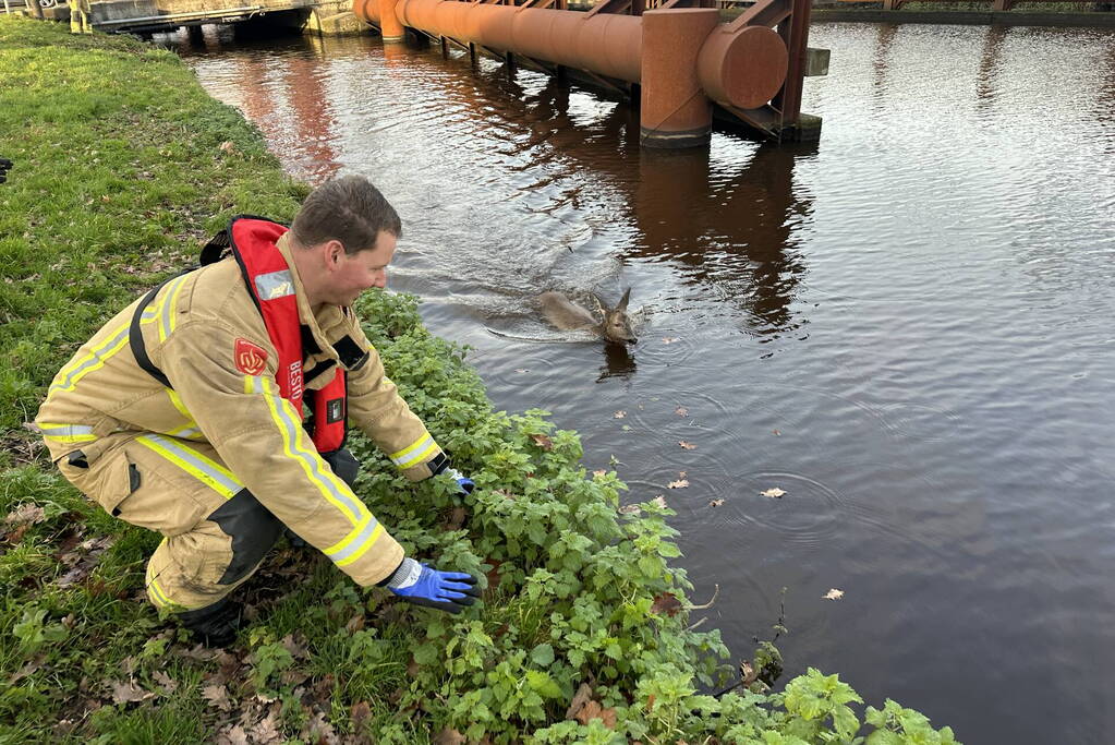 Brandweer redt hert uit vaart