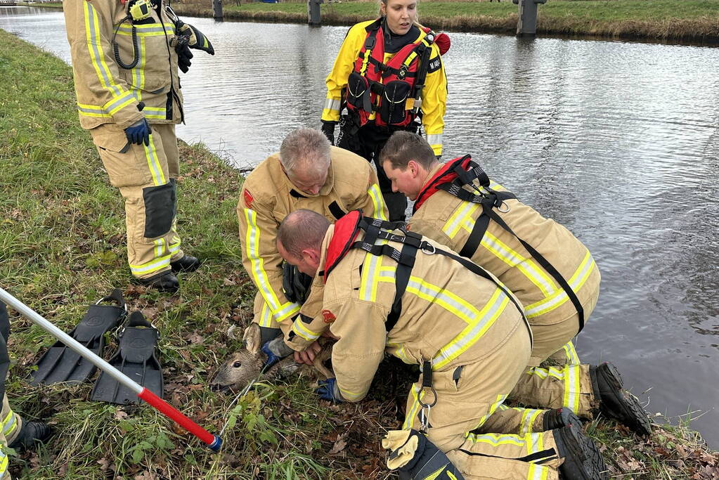 Brandweer redt hert uit vaart