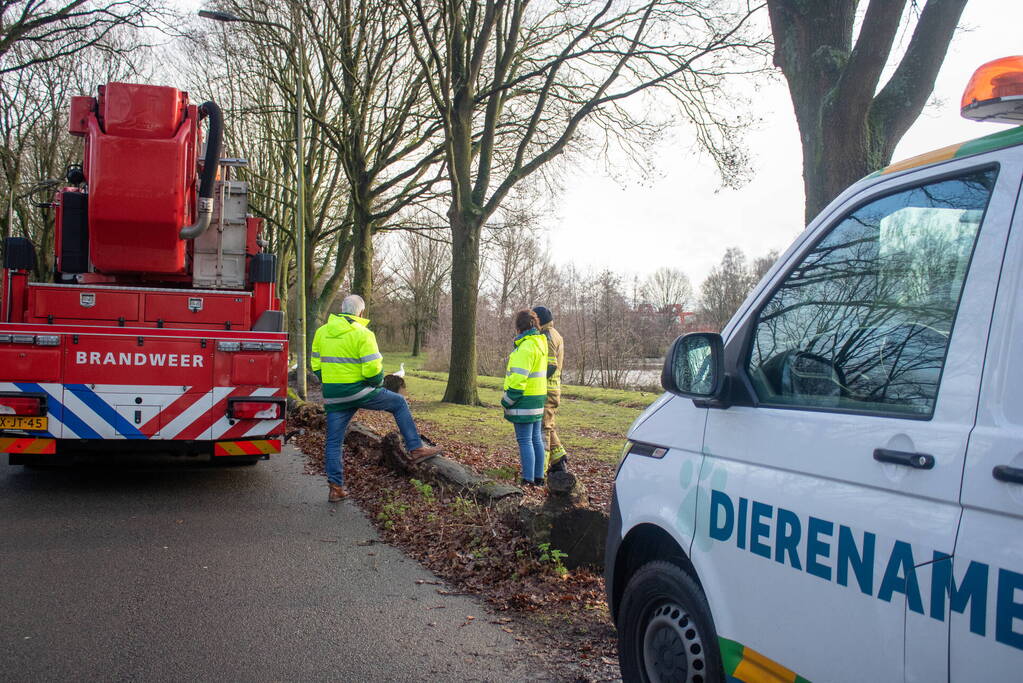 Dier gered door brandweer