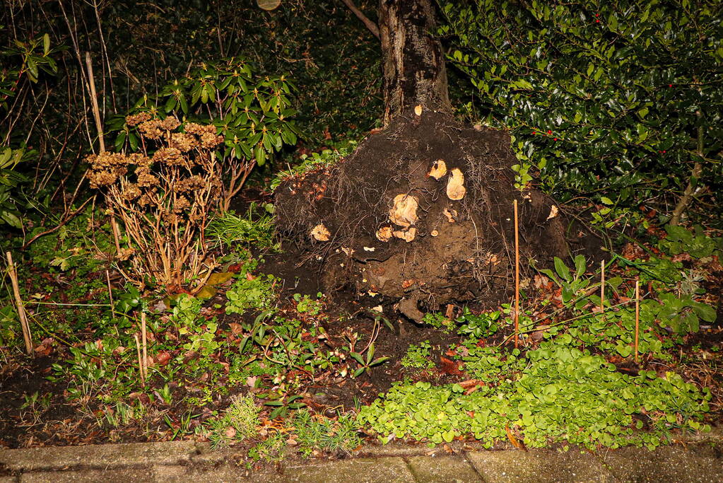 Boom valt tegen gebouw door harde wind