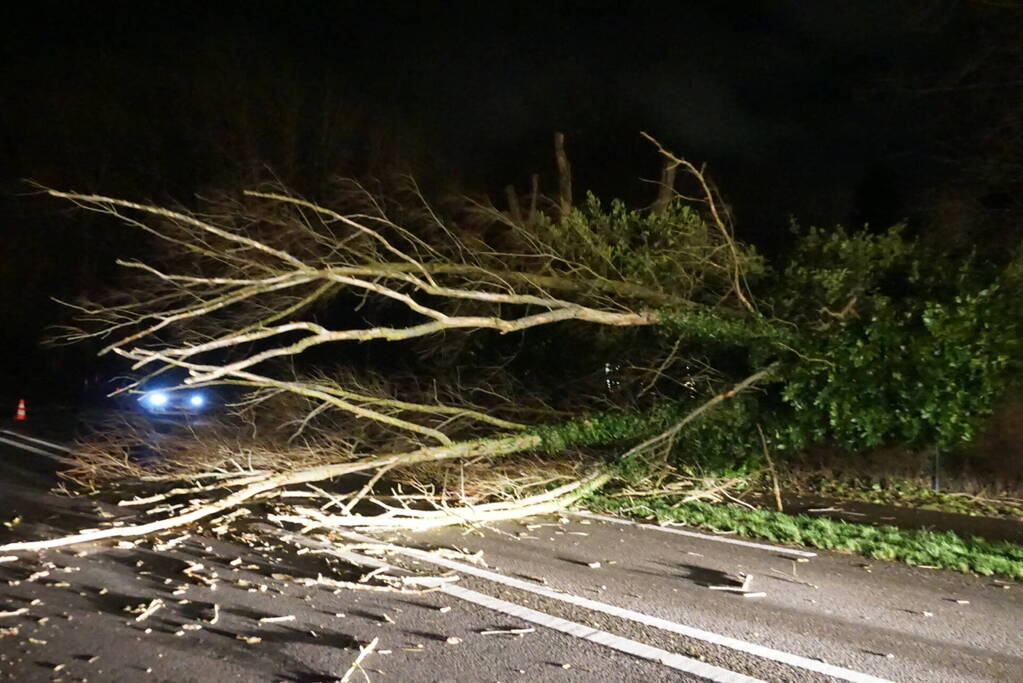 Automobilist ontwijkt ternauwernood een vallende boom