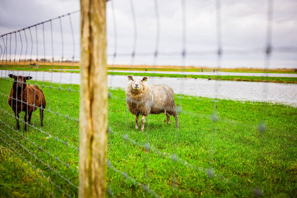 Hoogwater in de polder