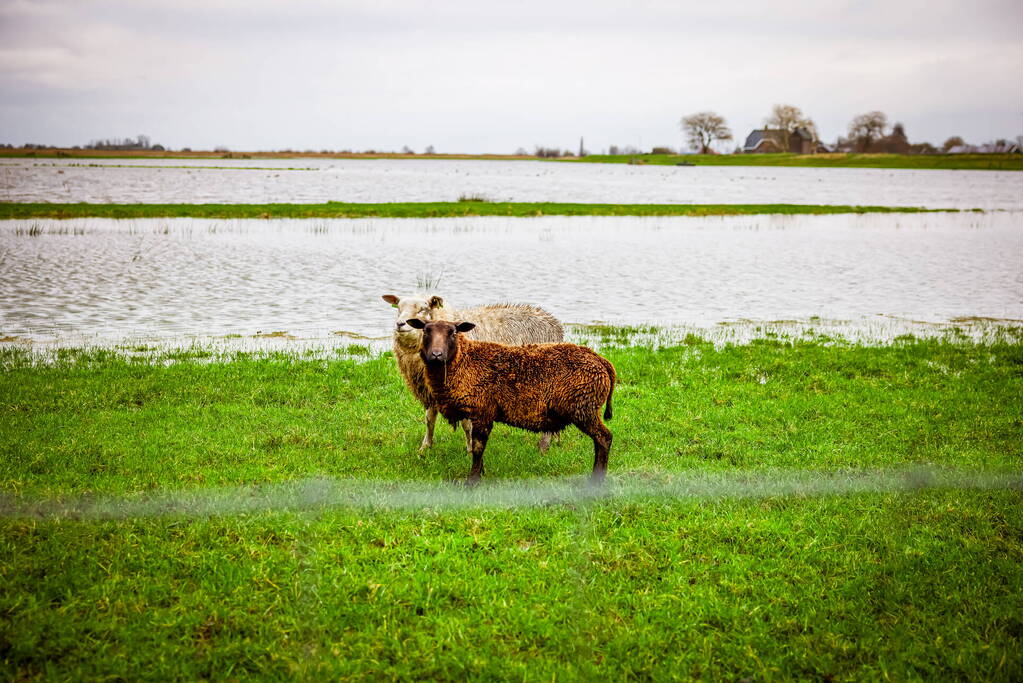 Hoogwater in de polder