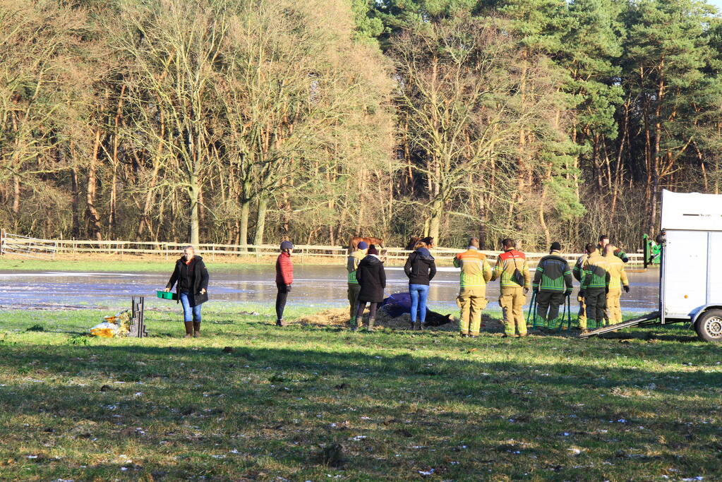 Brandweer ingezet voor een paard in nood