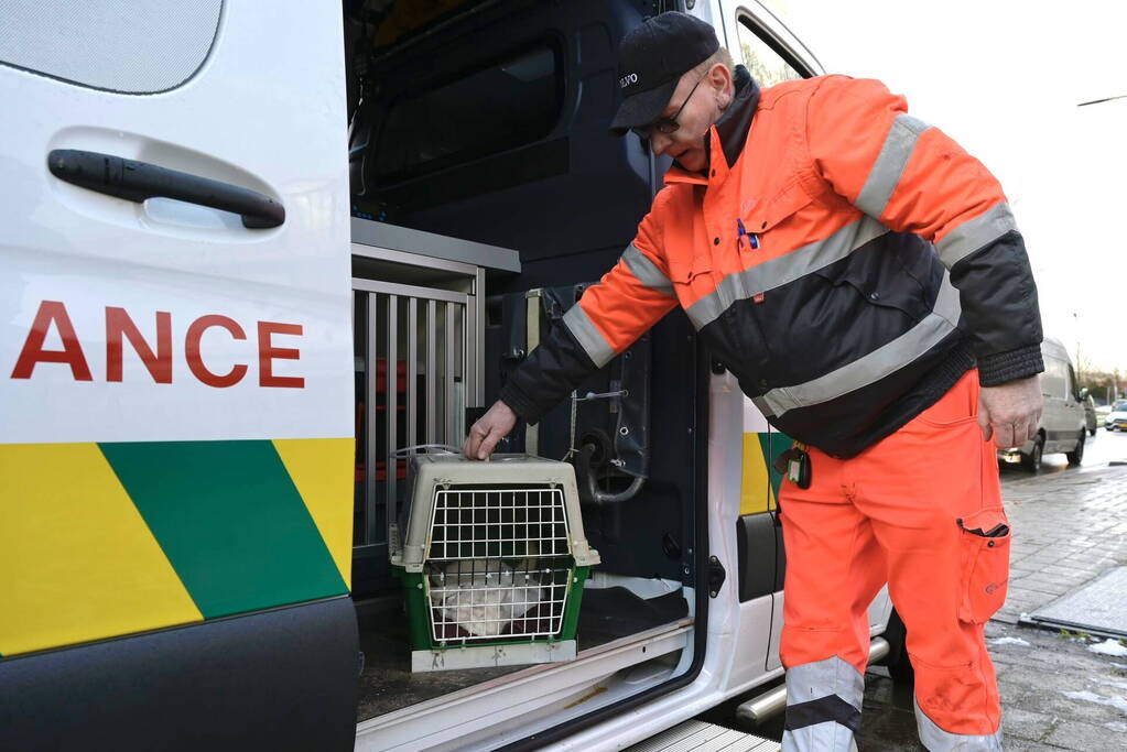 Hulpdiensten redden aangereden kat uit auto