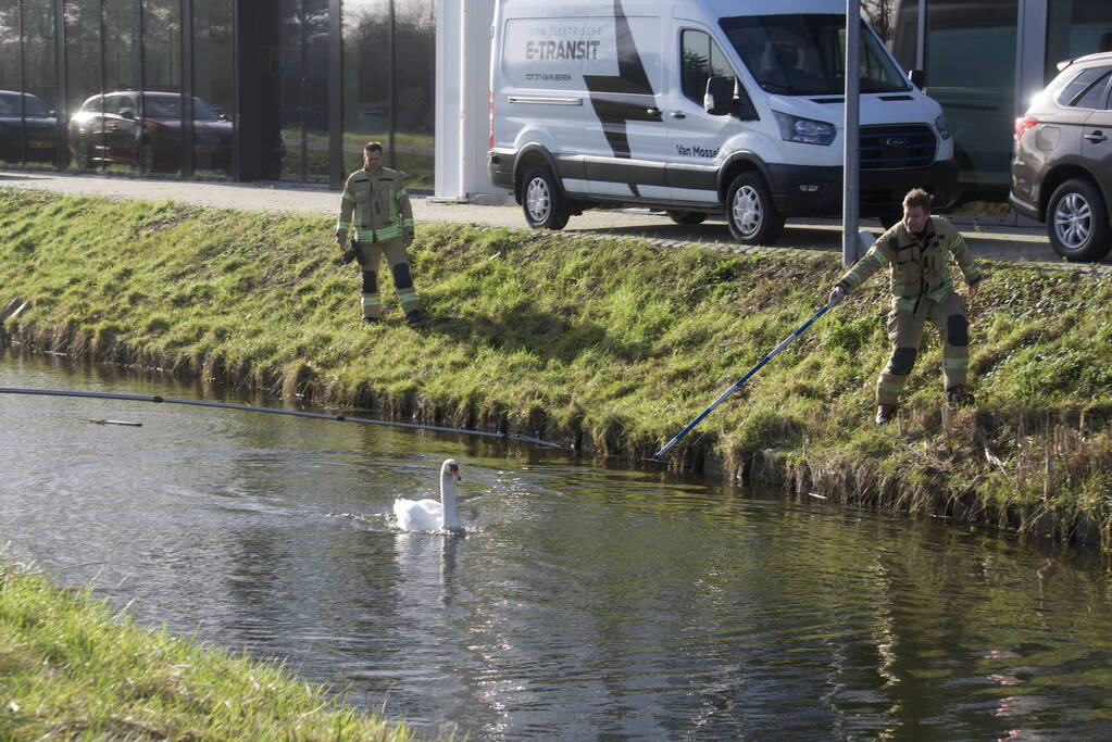 Brandweer haalt gewonde zwaan uit het water