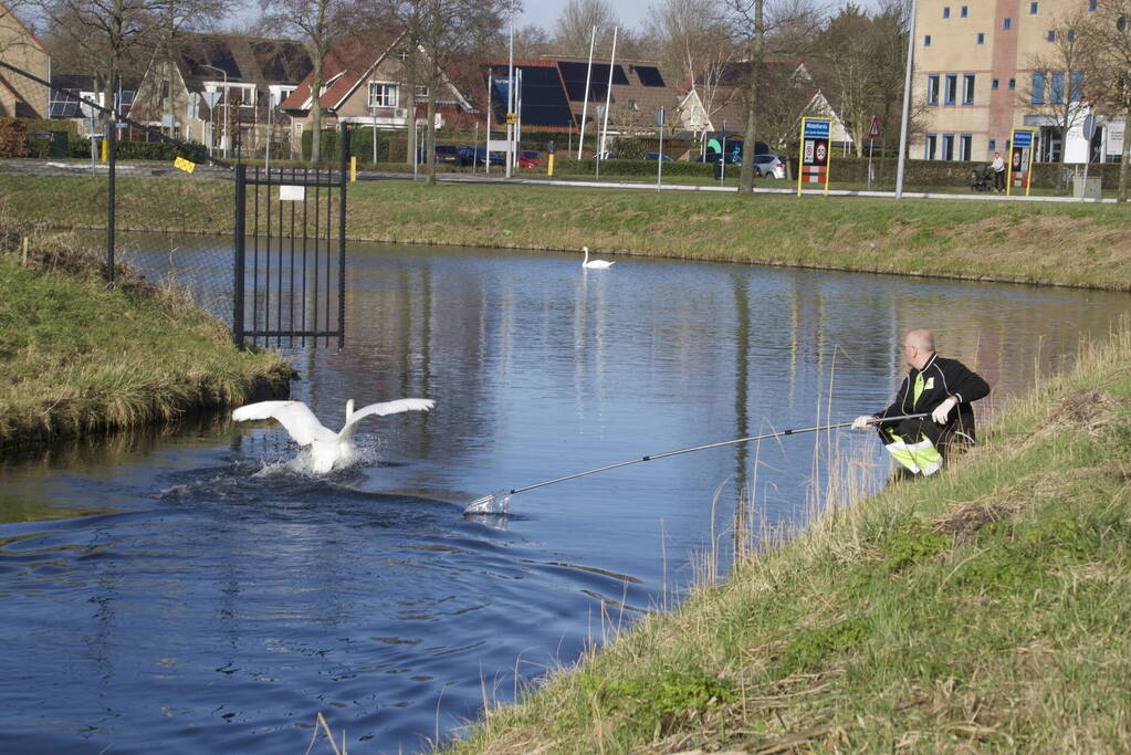 Brandweer haalt gewonde zwaan uit het water