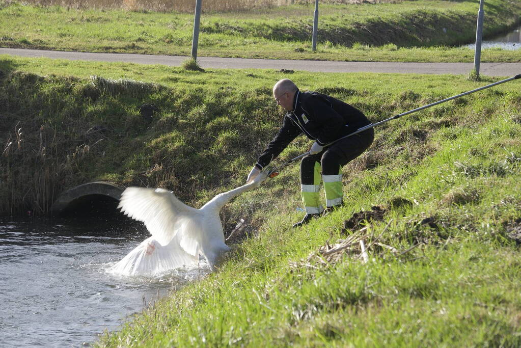 Brandweer haalt gewonde zwaan uit het water