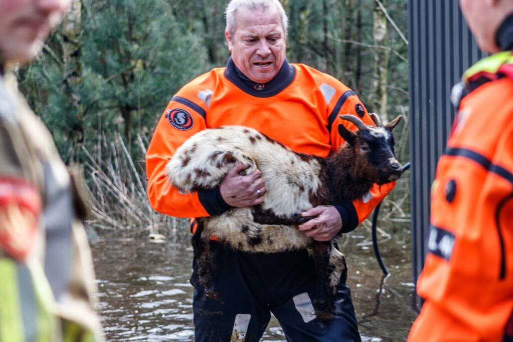 Dieren in de problemen door hoog water