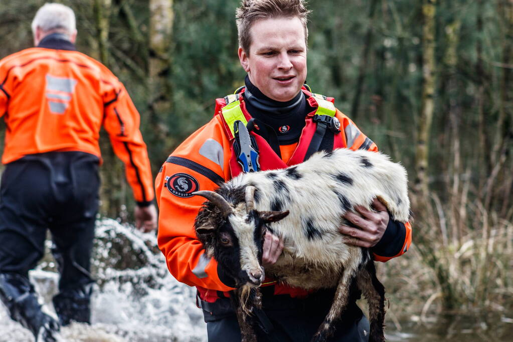 Dieren in de problemen door hoog water