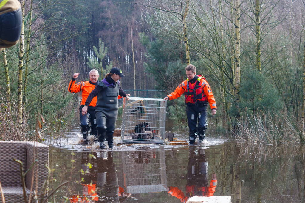 Dieren in de problemen door hoog water