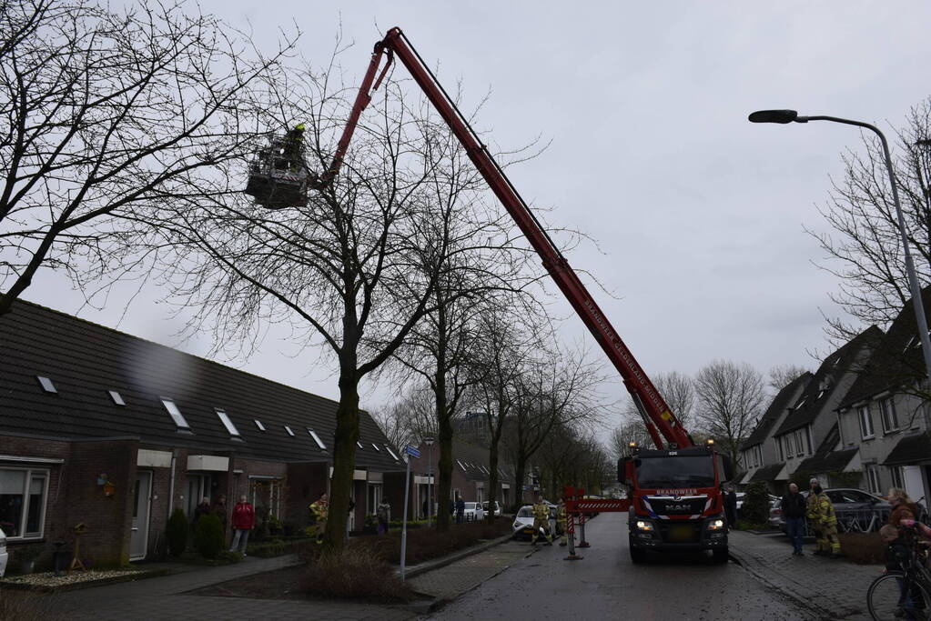 Papegaai Diva gaat ervandoor wanneer brandweer in actie komt