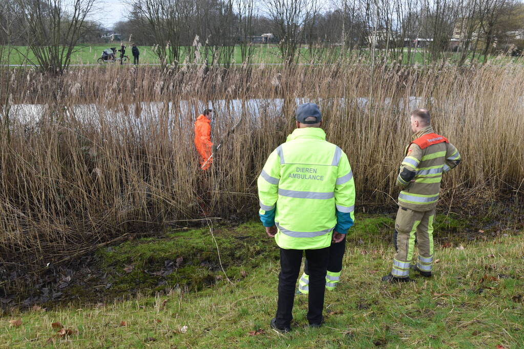 Mogelijk aangereden waterhoen houdt hulpdiensten bezig