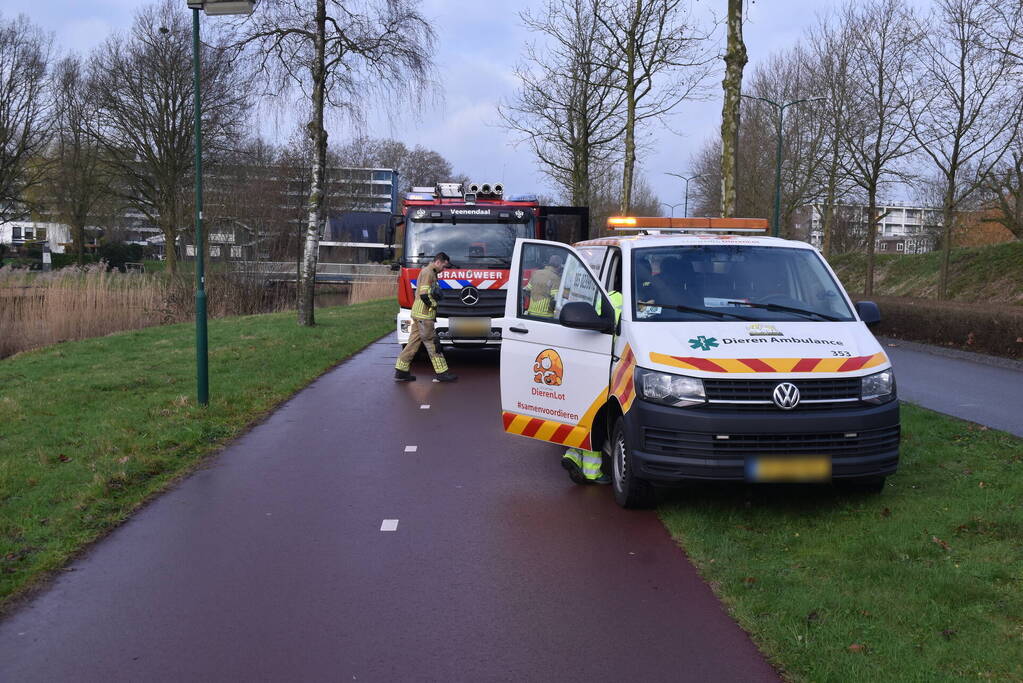 Mogelijk aangereden waterhoen houdt hulpdiensten bezig