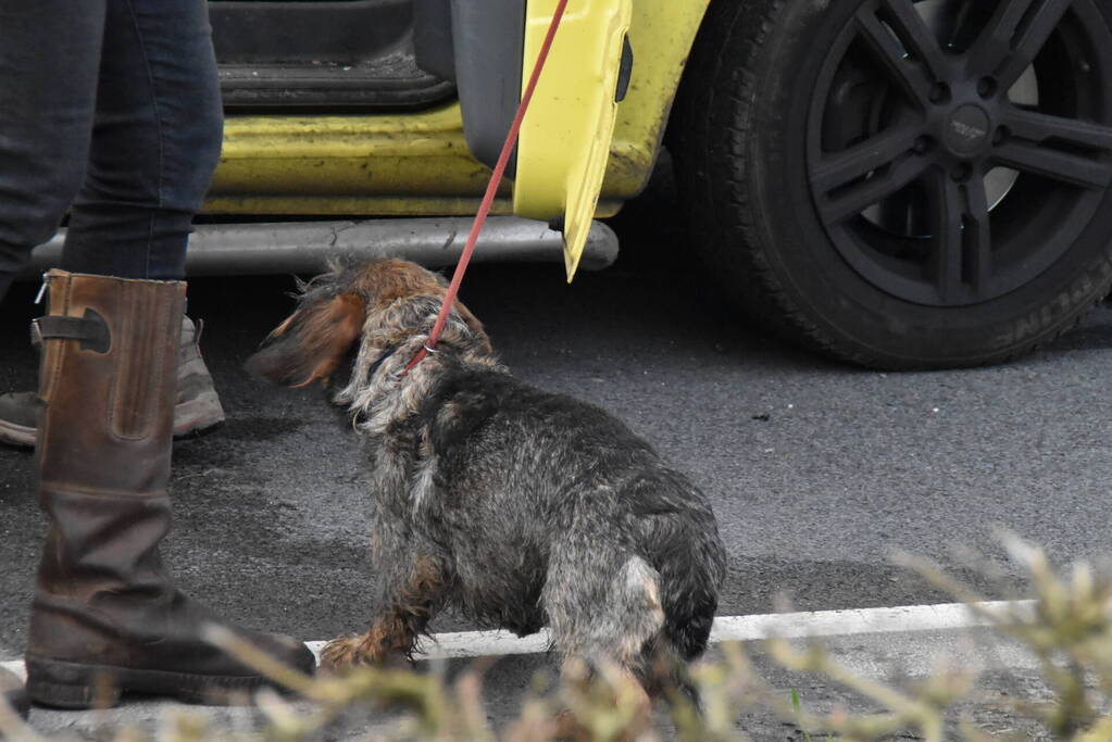 Kop-staartbotsing meerdere voertuigen dieren uit hun benarde positie bevrijdt