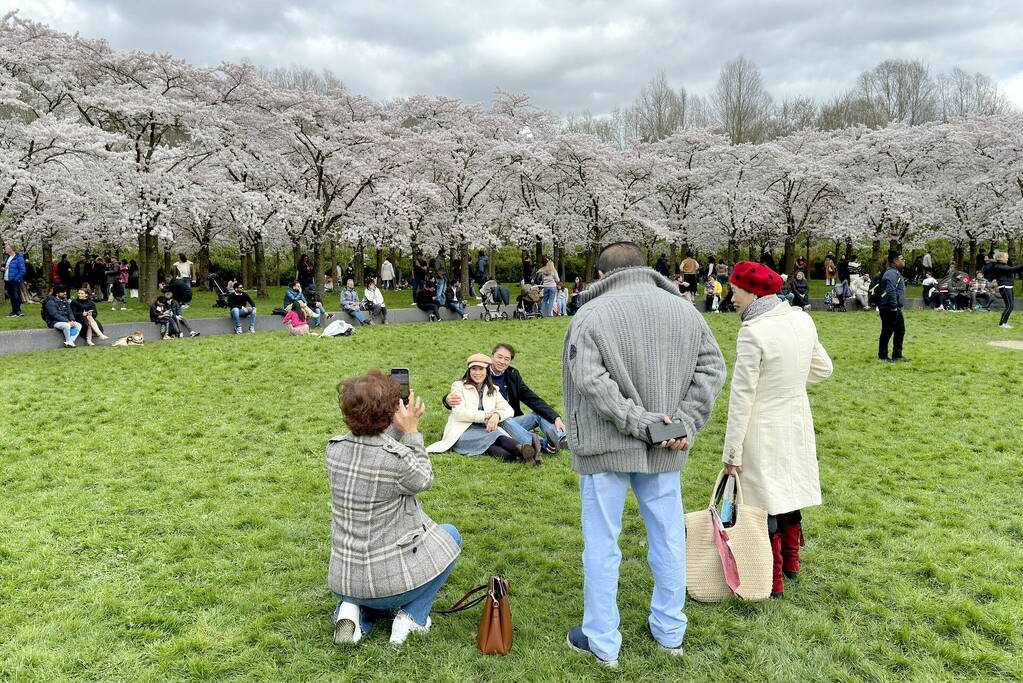 Veel bezoekers in het Kersen-Bloesempark