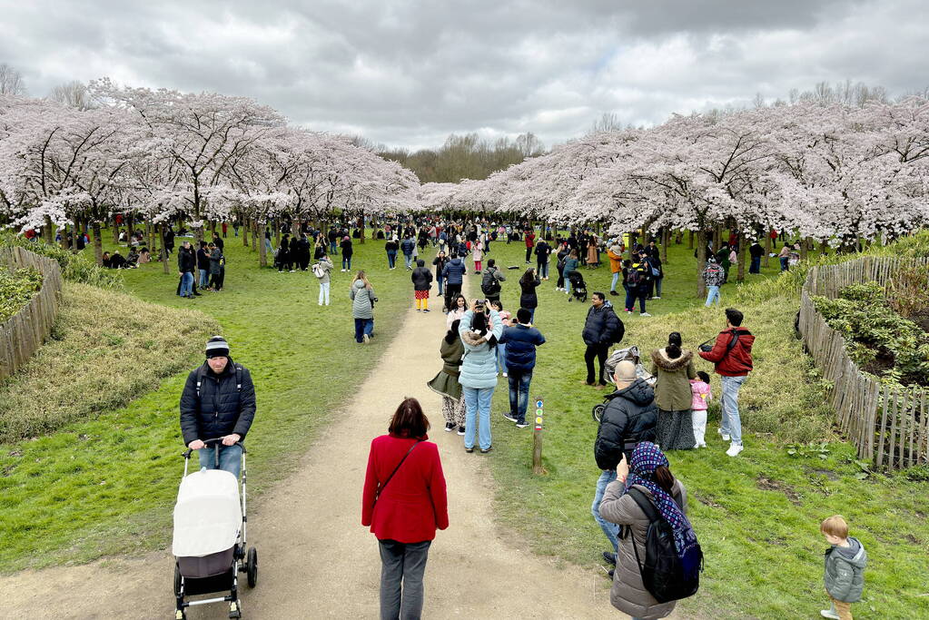 Veel bezoekers in het Kersen-Bloesempark