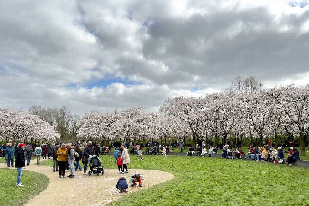 Veel bezoekers in het Kersen-Bloesempark