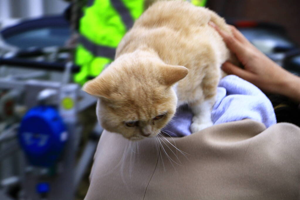 Brandweer haal kat na twee dagen van dak