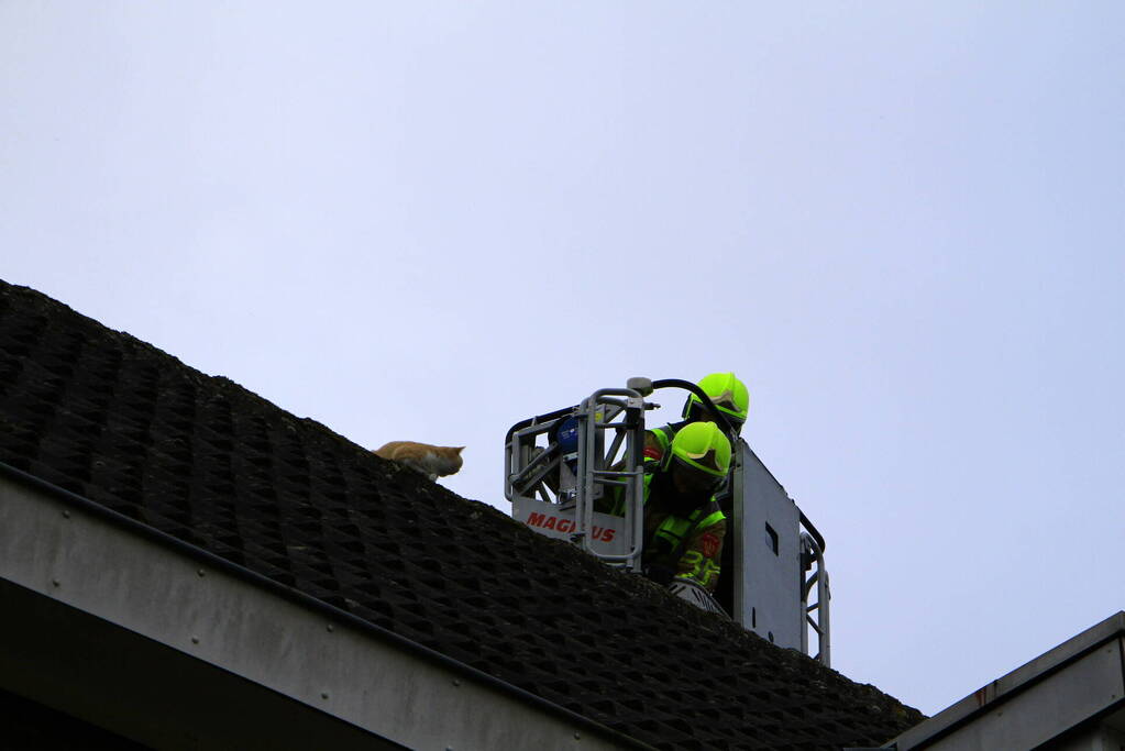 Brandweer haal kat na twee dagen van dak