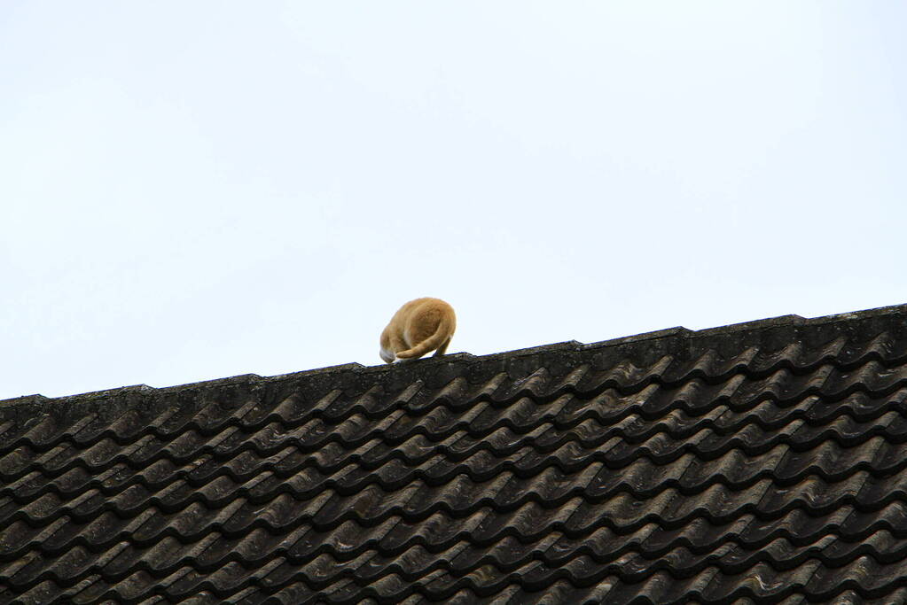 Brandweer haal kat na twee dagen van dak