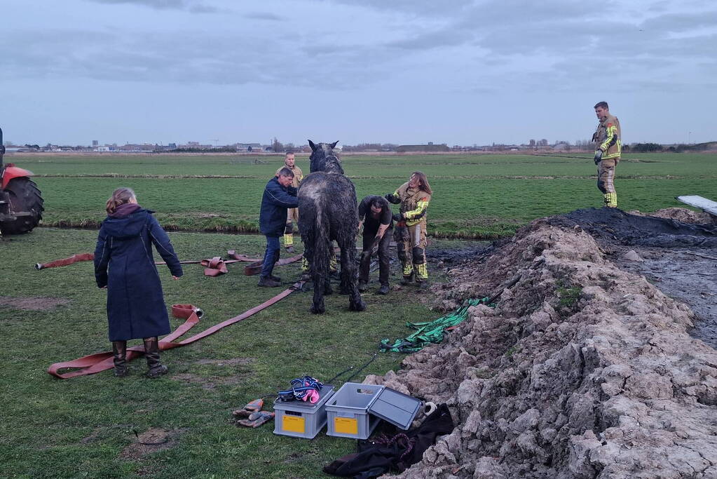 Paard muurvast in modderpoel