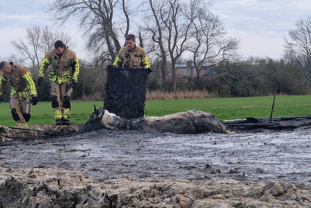 Paard muurvast in modderpoel