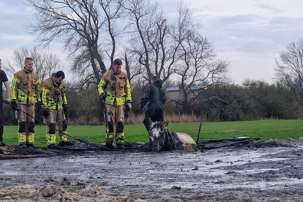 Paard muurvast in modderpoel