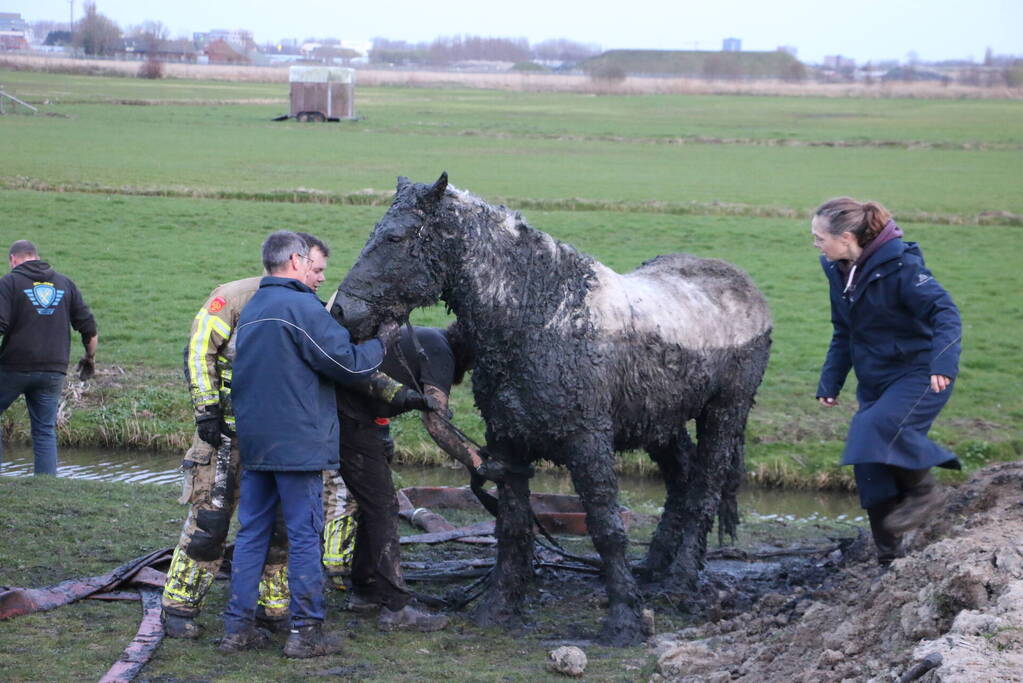 Paard muurvast in modderpoel