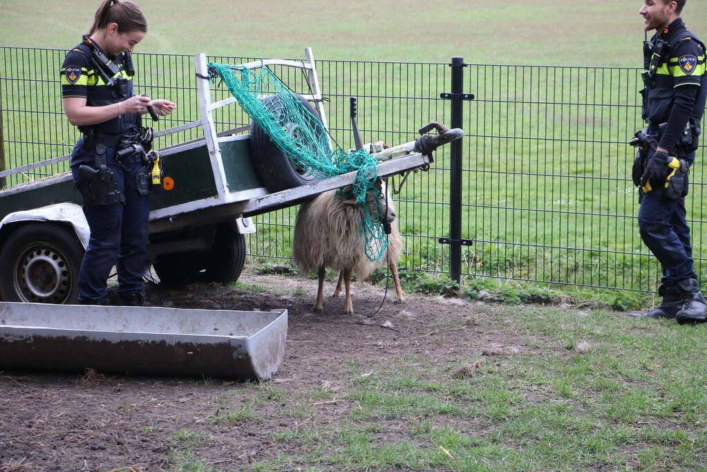 Brandweer bevrijdt schaap uit benarde positie